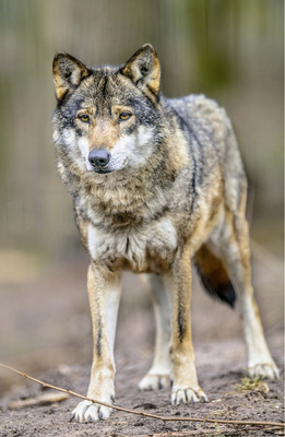 <p>
</p>

<p>
Der Wolf ist längst wieder heimisch in Deutschland, auch weil er streng geschützt ist.
</p> - © Foto: GettyImages/CreativeNature_nl.jpg

