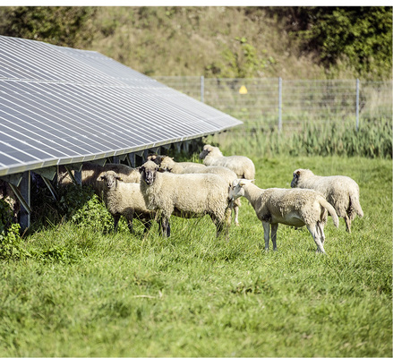 <p>
</p>

<p>
Trotz Einzäunung sind Schafe im Solarpark nicht unbedingt sicher vor Wolfsangriffen.
</p> - © Foto: EnBW

