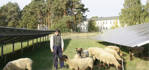 <p>
Ingo Stoll beweidet mit seinen Schafen rund 180 Hektar in Solarparks.
</p>

<p>
</p> - © Foto: Ingo Stoll

