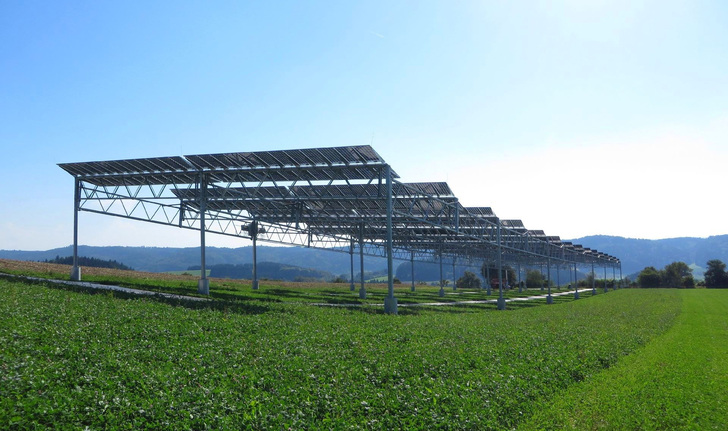 Die Solarmodule sind ausreichend hoch angebracht, so dass darunter landwirtschaftliche Maschinen problemlos eingesetzt werden können. - © Fraunhofer ISE
