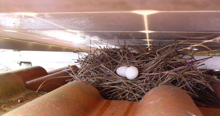 Unter Aufdachmodulen können sich Tauben ansiedeln mit allem, was dazugehört: Nester, Eier, Kadaver, Schmutz. - © Solarreinigung.com
