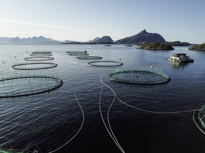 Die Lachsfarm des norwegischen Fischzüchters Kvarøy vor der Insel Selsøyvær im Nordmeer.