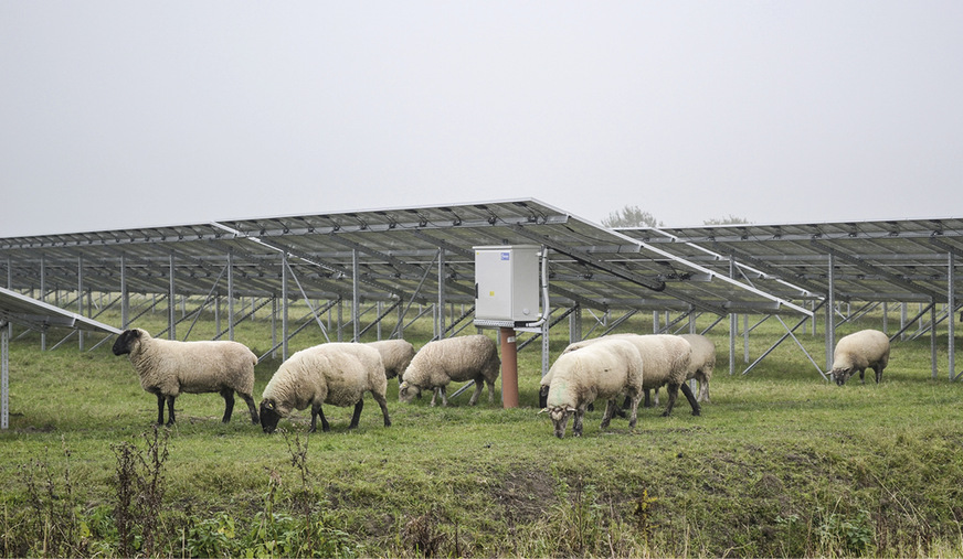 Schafe weiden an Solarmodulen: Auf diese Weise sinken die Kosten für den Grünschnitt der Anlage.
