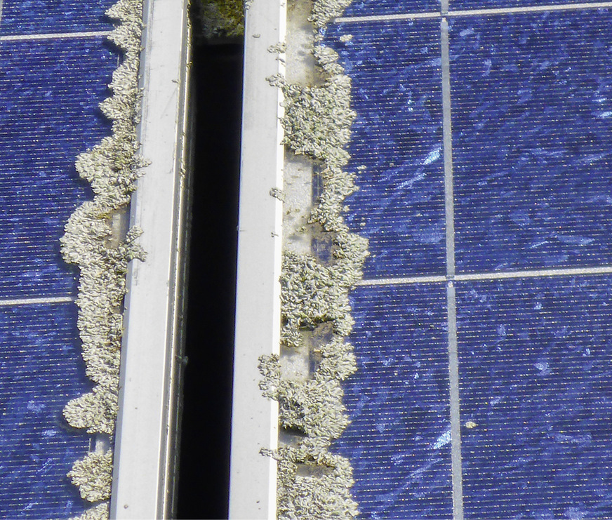 Kleinste Spalte zwischen Glas und Rahmen bieten ideale Bedingungen.