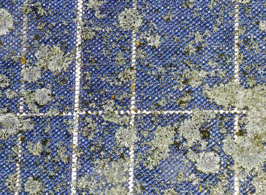 Haben die Flechten die Module erst einmal erobert, wachsen sie zu flächigen Fladen an.