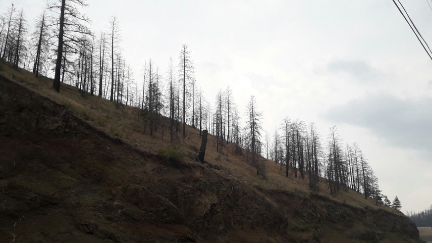 Nackte Gerippe statt lebendiger Wald: am Salmon River in der Nähe von Salmon Arm am Shuswap Lake.