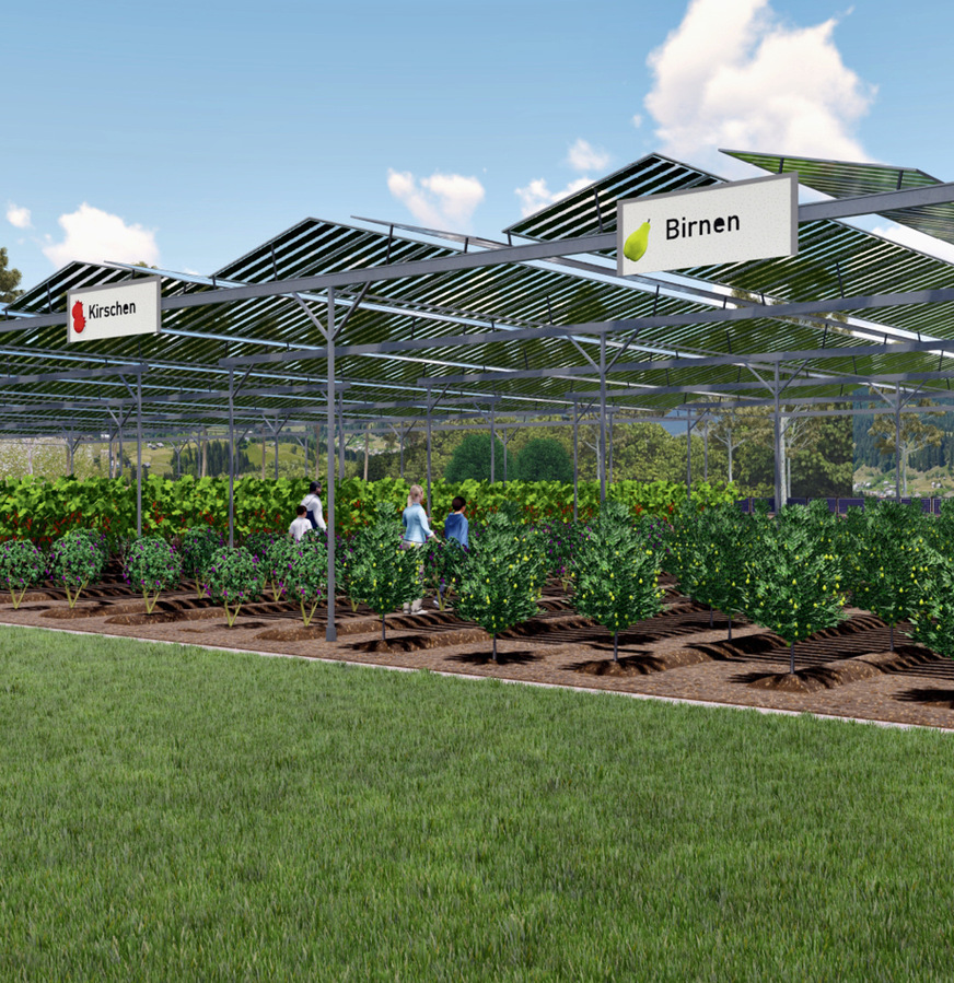 Der Gemüseanbau wird durch Photovoltaik wirtschaftlich.