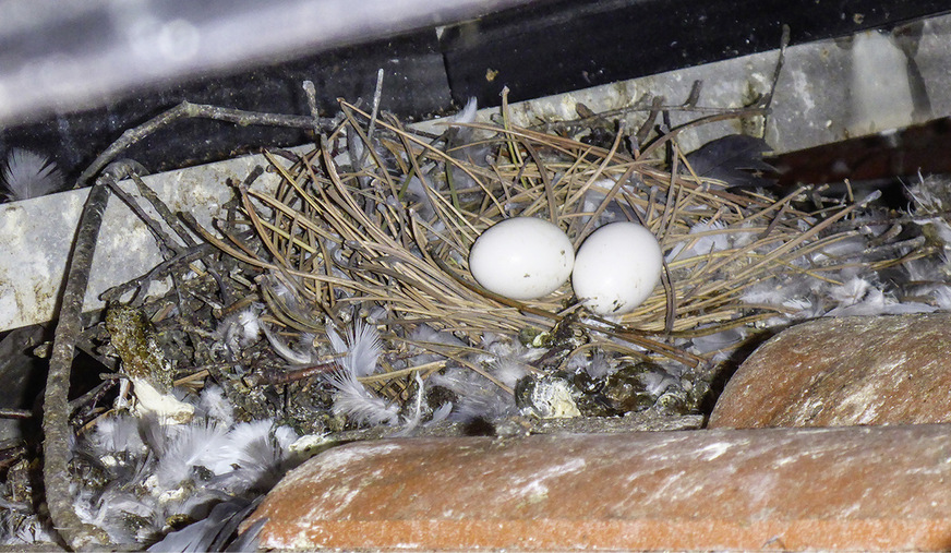 Taubennest unterm Solarmodul: Auf diese Weise entstehen gefährliche Brandherde.