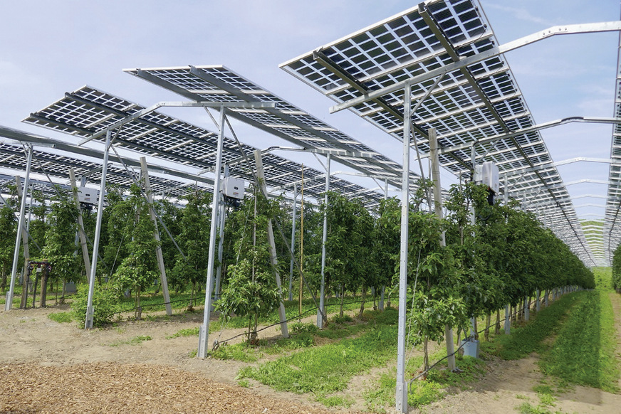 Die solare Überdachung schützt die jungen Obstbäume unter anderem vor Hagelschäden.