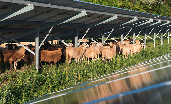 Solarpark mit Weidehaltung von Schafen.
