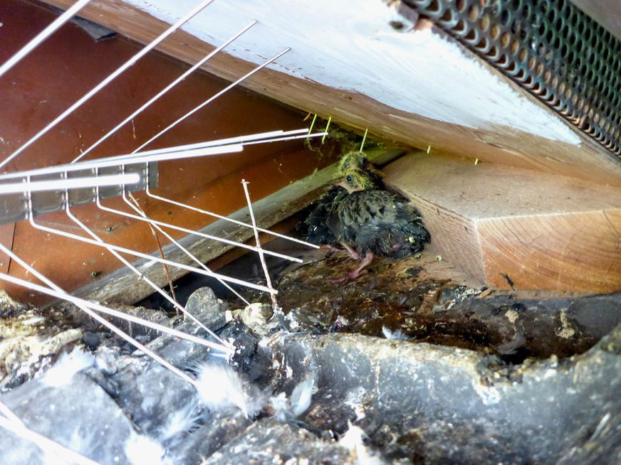 Die Schutzmaßnahme erwies sich offenbar als unzureichend. Die Vögel nutzen kleinste Lücken aus.