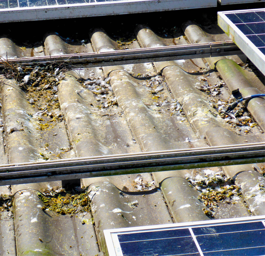 Meistens breiten sich ­brütende Vogelpaare schnell unter den ­Modulen aus. Einem Nest ­folgen mehrere, viele ...