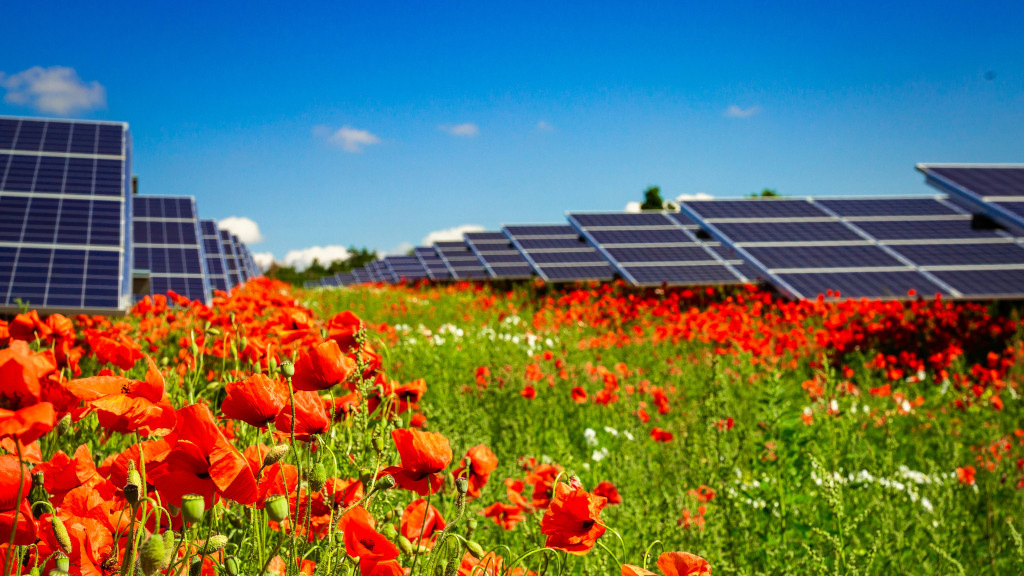 KNE veröffentlicht Wissensplattform für Naturschutz im Solarpark