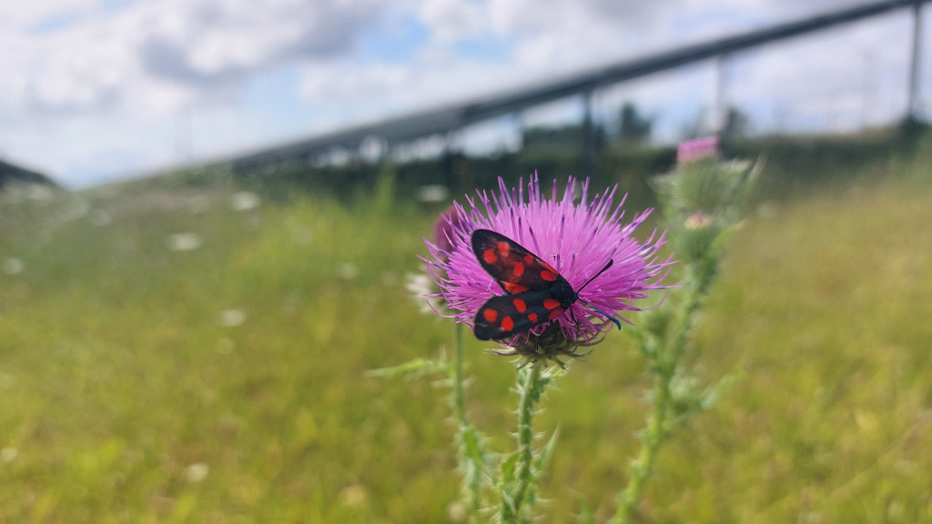 Solarparks verbessern Biodiversität in ländlichen Regionen