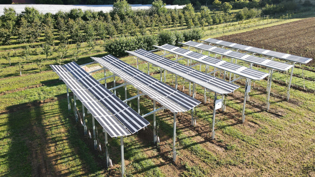 Agri-PV-Test: Wie Solarmodule den Kirschanbau beeinflussen