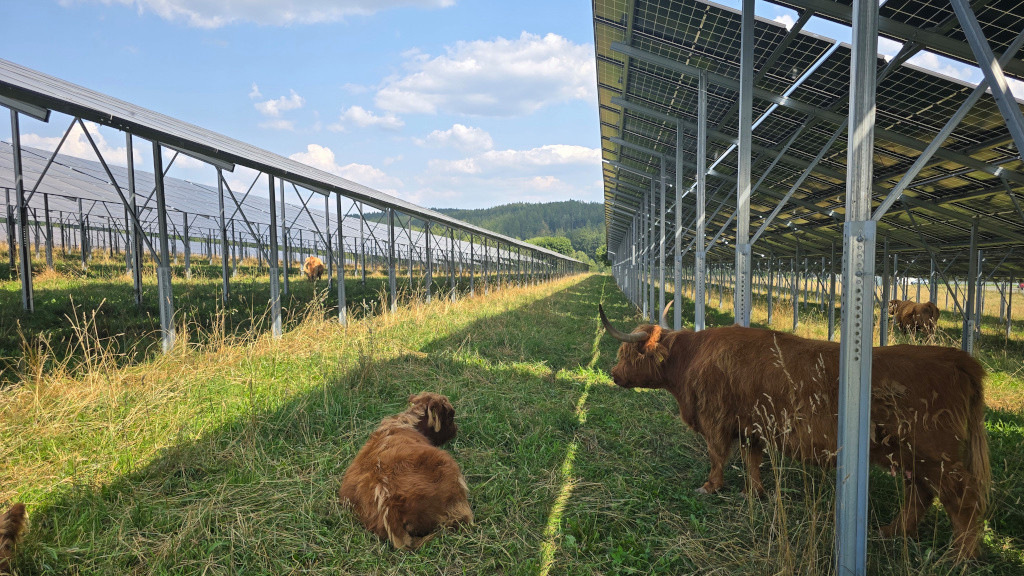 Agri-PV: Doppelnutzung ebnet Nischenausweg für Flächen