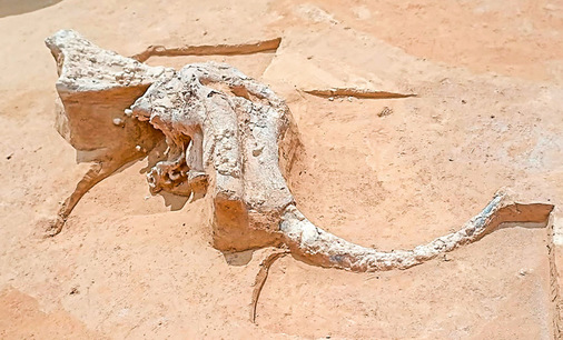 Einer der wenigen eiszeitlichen Mammutfunde im Norden Baden-Württembergs.