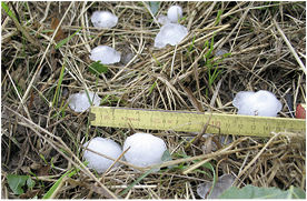 <p>
Mehr als daumendick: Hagelkörner mit drei Zentimetern Durchmesser kann es gerade im Sommer immer mal wieder geben. Hier zwischen Stroh und Gras nachgemessen in der Region Freiburg.
</p> - © Fotos: SE-Consulting

