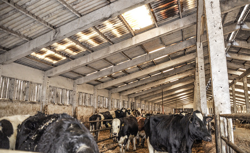 
Ein Blick von unten auf das Dach zeigt die Tragkonstruktion und Lichtbänder. Im Rahmen der Gefährdungsanalyse wurde hier ganz genau hingeschaut und die Fakten dokumentiert.
