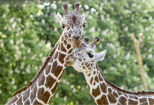 



Die beiden Netzgiraffen Sofie und Fleur sind Halbschwestern. Eigentlich sind sie im Nordosten Kenias zu Hause.
