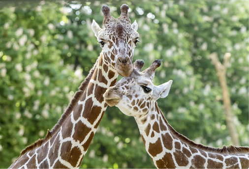 <p>
</p>

<p>
Die beiden Netzgiraffen Sofie und Fleur sind Halbschwestern. Eigentlich sind sie im Nordosten Kenias zu Hause.
</p> - © Fotos: Tiergarten Schönbrunn, Daniel Zupanc

