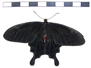 



Das Original heißt Pachliopta Aristolochiae.
