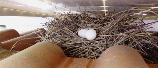 <p>
</p>

<p>
Unter Aufdachmodulen können sich Tauben ansiedeln mit allem, was dazugehört: Nester, Eier, Kadaver, Schmutz.
</p> - © Foto: www.solarreinigung.com

