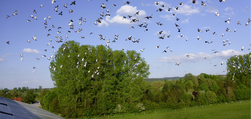 <p>
</p>

<p>
Anlagenbetreiber sollten ihre Anlage beobachten und auf Tauben sofort reagieren.
</p> - © Foto: www.solarreinigung.com

