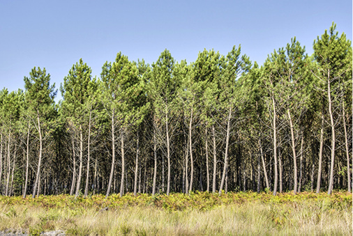 



Der Wald hat sich regeneriert: Die Baumschule neben dem Solarpark. 

