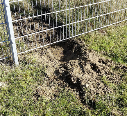 



Hier wurde ein Stabgitterzaun vom einem Wolf untergraben.
