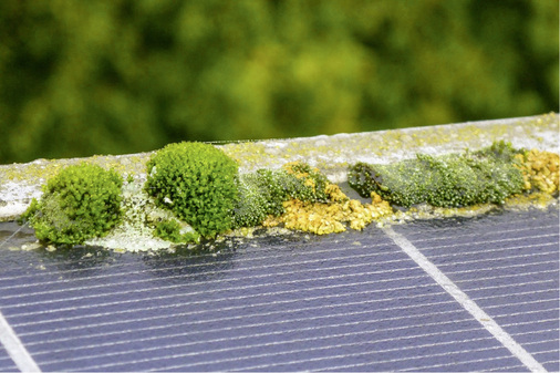 



Wo und wann Moos oder Flechten wachsen, hängt von regionalen Bedingungen ab. 
