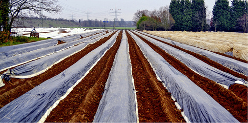 



Spargelfelder im Frühjahr.
