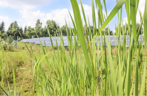 <p>
</p>

<p>
Das Solarfeld Oberndorf ist ein Hotspot der Artenvielfalt. Auch die Wespenspinne ist hier zu finden.
</p> - © Foto: Erzeugergemeinschaft für Energie in Bayern

