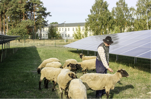<p>
</p>

<p>
Schafe wirken in der Landwirtschaft als Sameneinbringer.
</p> - © Foto: Ingo Stoll

