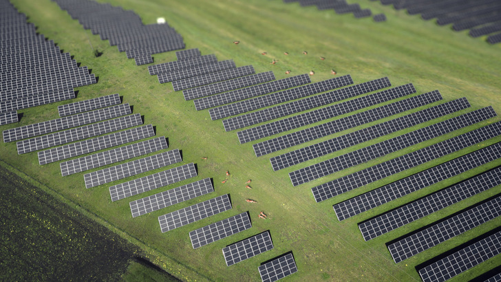 Luftaufnahme von Solarmodulen auf grünem Gras mit mehreren Rehen, die zwischen den Reihen grasen. - © PMT 2025