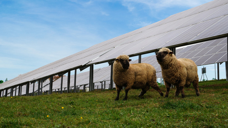 Ein Schwerpunkt der neuen Studie zur Photovoltaik in der Landwirtschaft von PV Austria ist die Doppelnutzung von Flächen. - © Photovoltaic Austria
