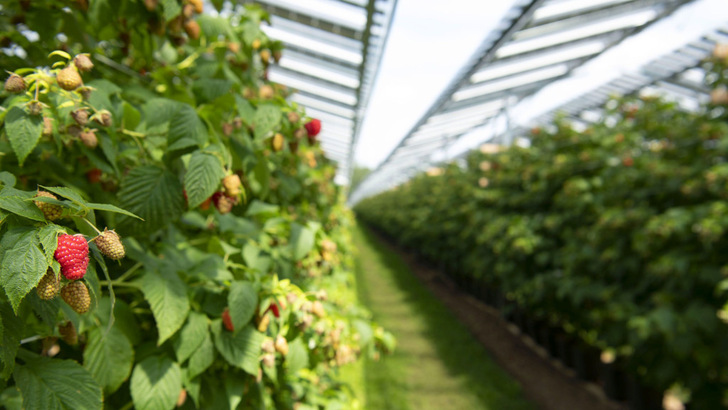 Die Solarmodule erzeugen nicht nur Strom, sondern schützen auch die empfindlichen Himbeeren vor Starkregen und Hagel.