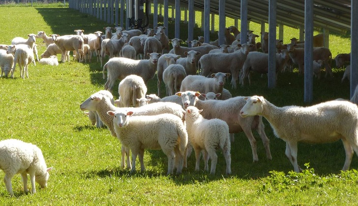 Jura-Schafe werde die Weide rund um die Anlage bewirtschaften. - © Maxsolar
