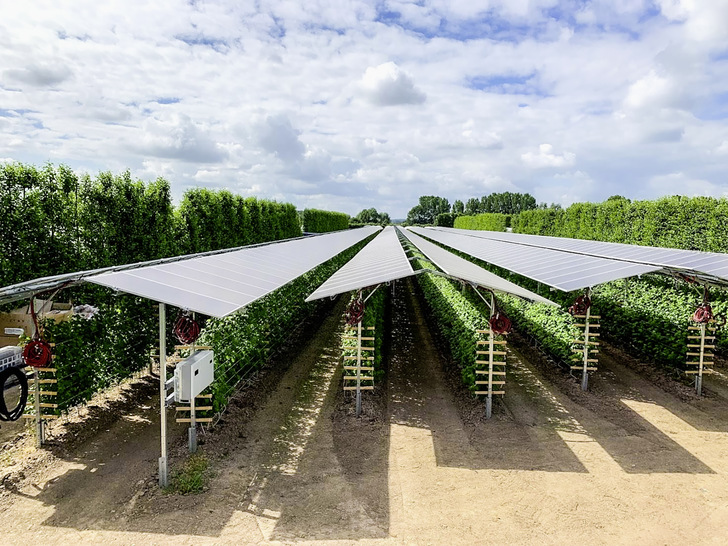 Eine echte Doppelnutzung: Die Himbeerpflanzen standen früher unter Folientunneln. Jetzt übernehmen die Solarmodule den Schutz und erzeugen gleichzeitig Strom. - © Foto: Baywa r.e.
