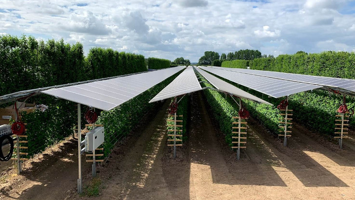 Baywa r.e. konzentriert sich zunächst auf die Sonderkulturen wie Beeren, Waldfrüchte und Kernobst. Hier ersetzen die Solarmodule die üblichen Foliendächer, die die Himbeeren von Unwetter schützen. - © Baywa r.e.
