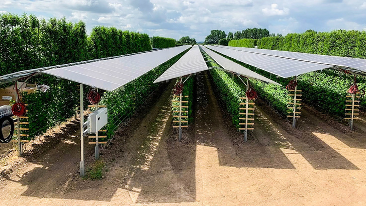 Echte Doppelnutzung: Diese Himbeerpflanzen standen früher unter Folientunneln. Jetzt übernehmen Solarmodule den Sonnenschutz und erzeugen gleichzeitig sauberen Strom.