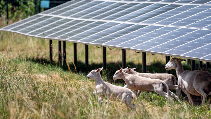 Bei der Zusammenlegung von Anlagen gilt das Windhundprinzip, auch als Osterlammprinzip bekannt. - © EnBW/Uli Deck
