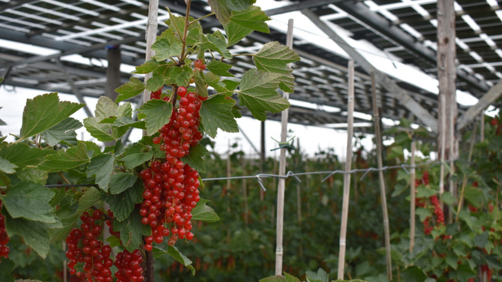 Die Module schützen vor Hagel und Starkregen und sorgen für ein gleichmäßiges Klima bei den Johannisbeeren. - © Baywa r.e.
