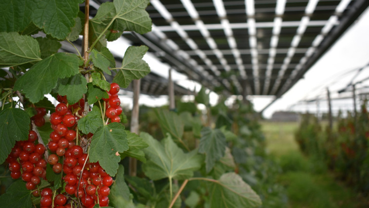 Die Module schützen nicht nur vor Hagel und Starkregen. Sie sorgen auch für ein gleichmäßiges Klima für die Johannisbeeren. - © Baywa r.e.
