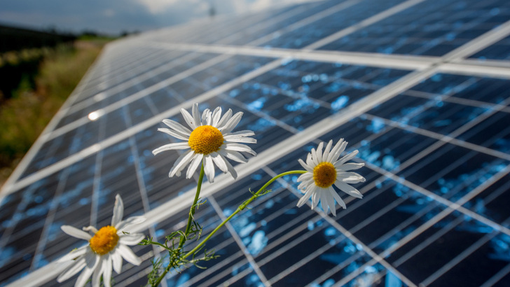 Durch die Photovoltaikanlage kommt die genutzte Fläche zur Ruhe. Das ist gut für Flora und Fauna.