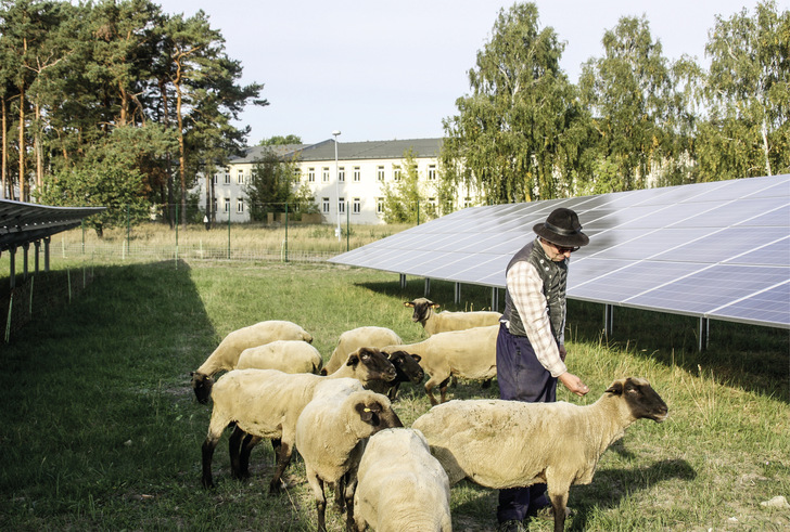 Weidehaltung und Solarmodule lassen sich kombinieren, ohne dass der Landwirt die Beihilfen der EU riskiert. - © Foto: Stoll
