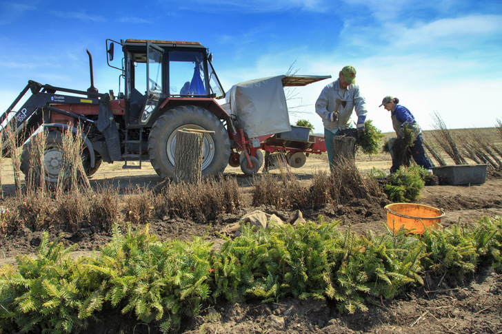 Zur ökologischen Aufwertung werden Streuobstwiesen, Nistkästen, Wildwechselkorridore und Blühstreifen in den Solarpark eingebettet. - © Weisflog/Vattenfall
