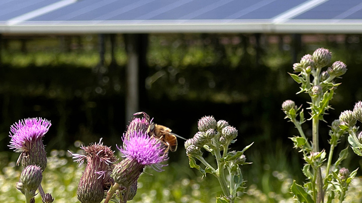 Renaturierung der Freilandanlage in Beilingen.