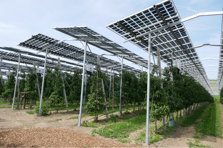 Die solare Überdachung schützt die jungen Obstbäume unter anderem vor Hagelschäden.