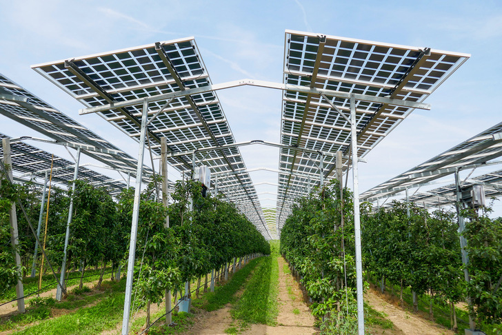 Horizontal aufgestellte Solarmodule dienen als Solardach für den Obst- und Beerenanbau. Es ist eine der Varianten, die sich bisher hauptsächlich durchgesetzt haben. - © Foto: Gridparity
